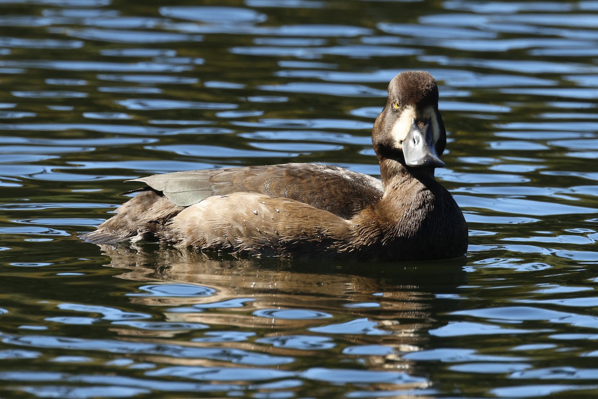 Greater Scaup - ML643119875