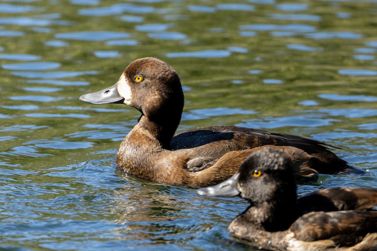 Greater Scaup - ML643119876