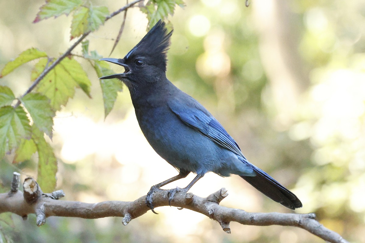 Steller's Jay - ML643119886