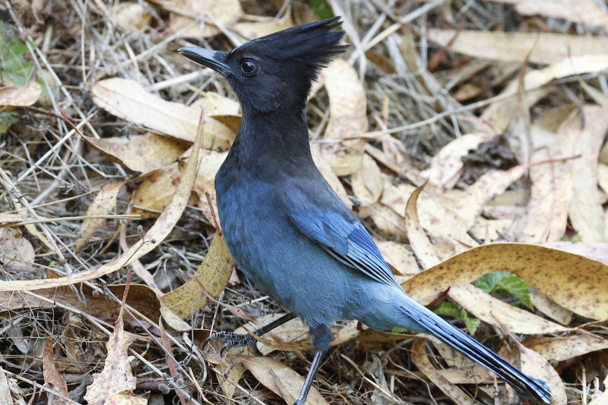 Steller's Jay - ML643119887