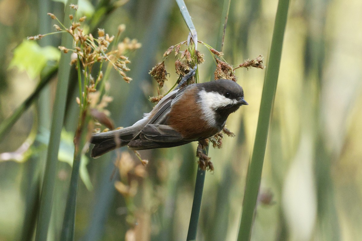 Chestnut-backed Chickadee - ML643119888