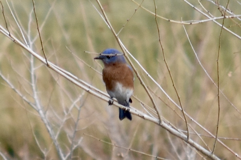 Eastern Bluebird - ML643119904