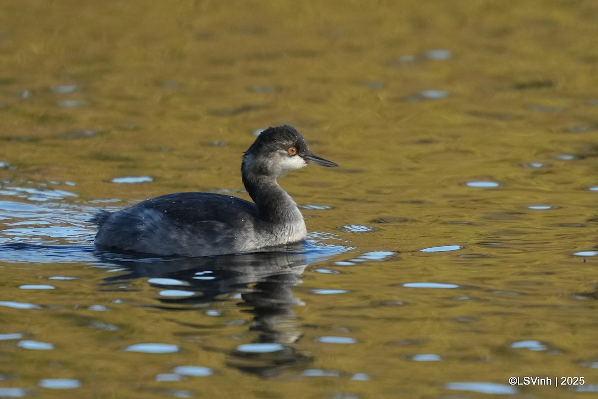 Черношейная поганка - ML643119908