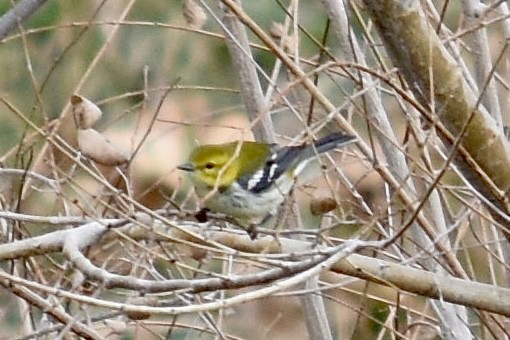 Black-throated Green Warbler - ML643119921