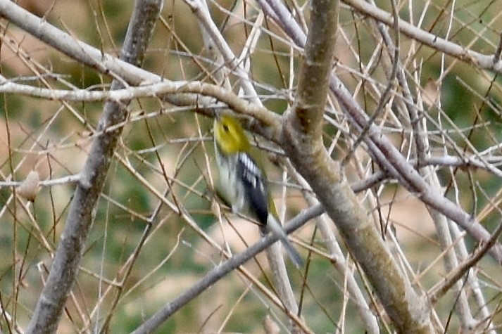 Black-throated Green Warbler - ML643119922