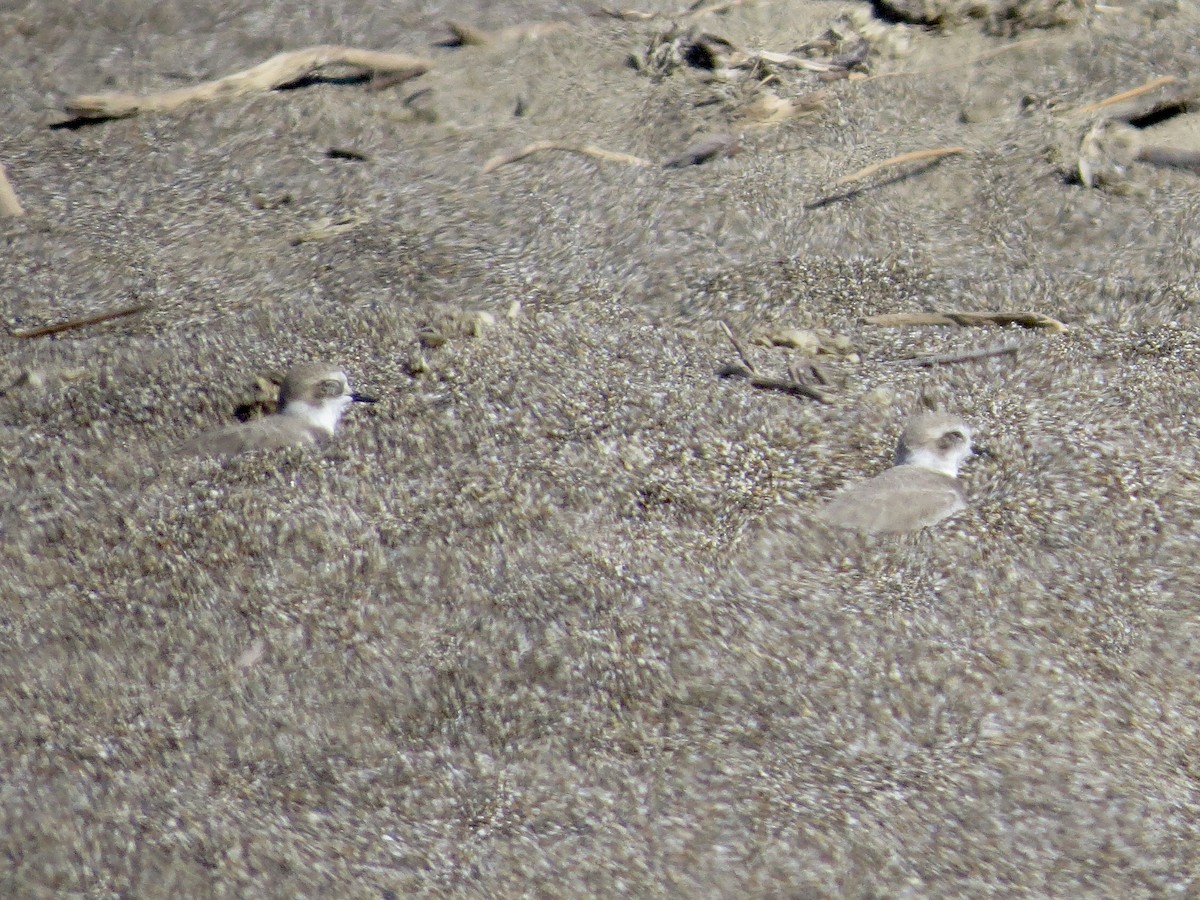 Snowy Plover - ML643119926