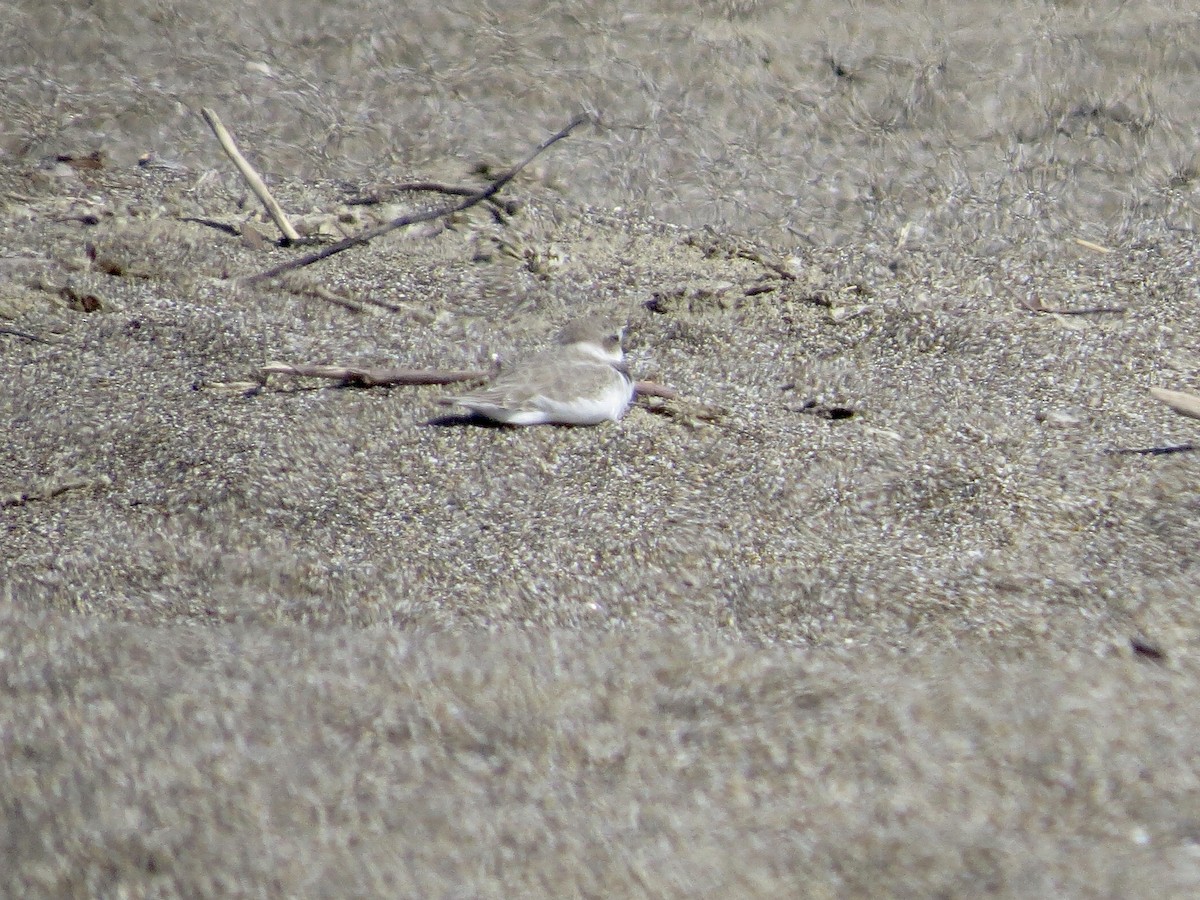Snowy Plover - ML643119927