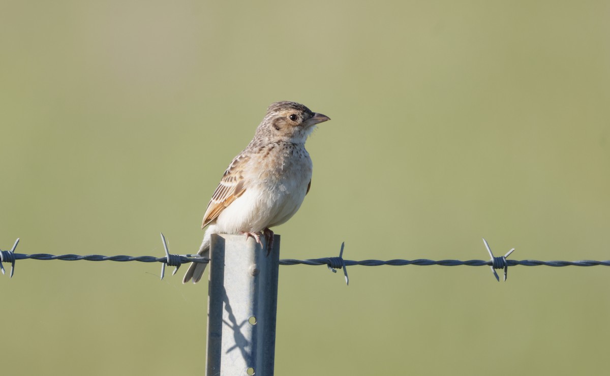 Singing Bushlark - ML643119929
