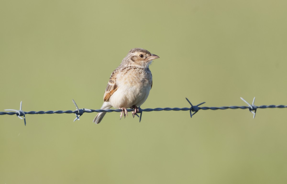 Singing Bushlark - ML643119933
