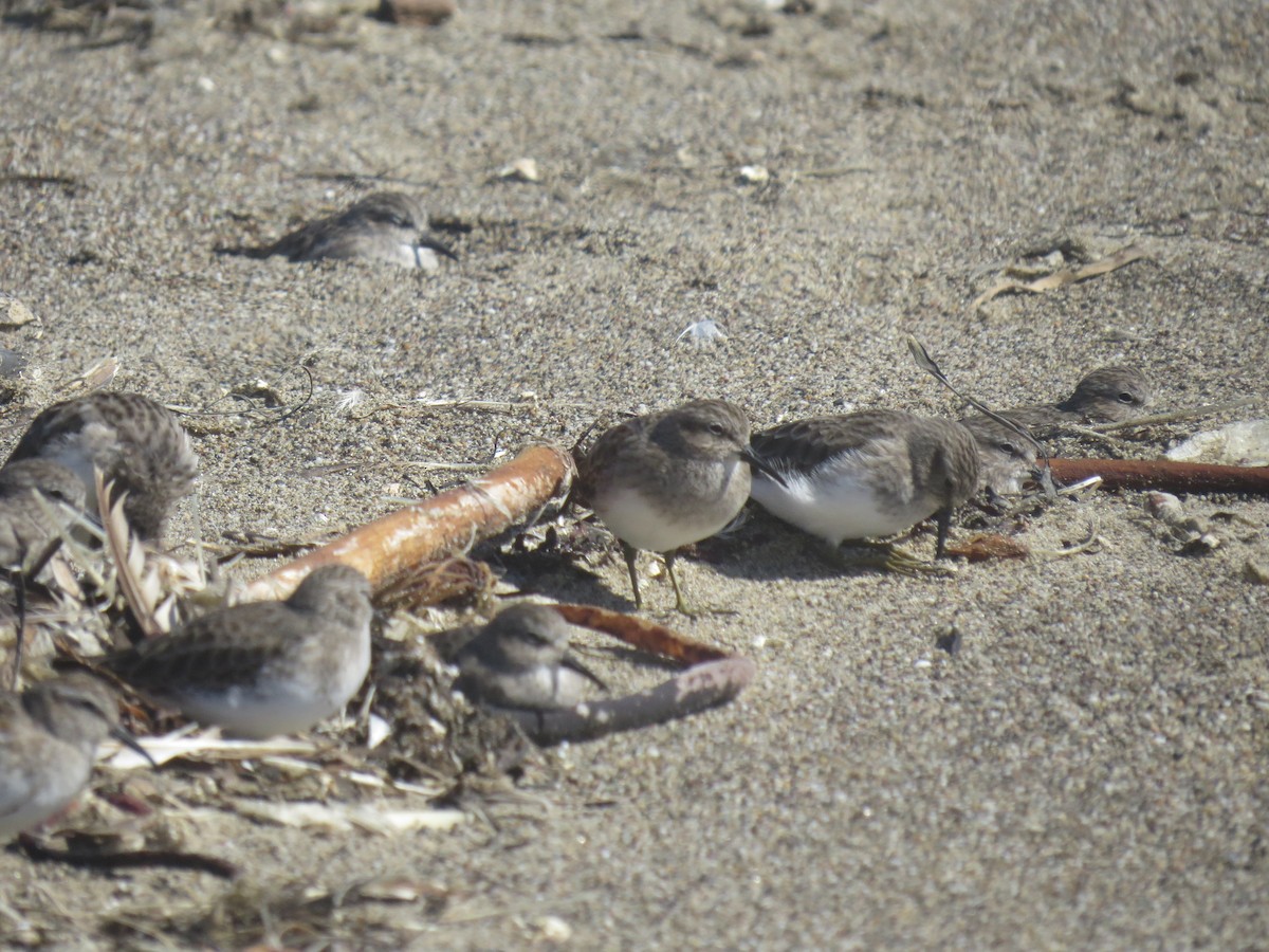Least Sandpiper - ML643119936