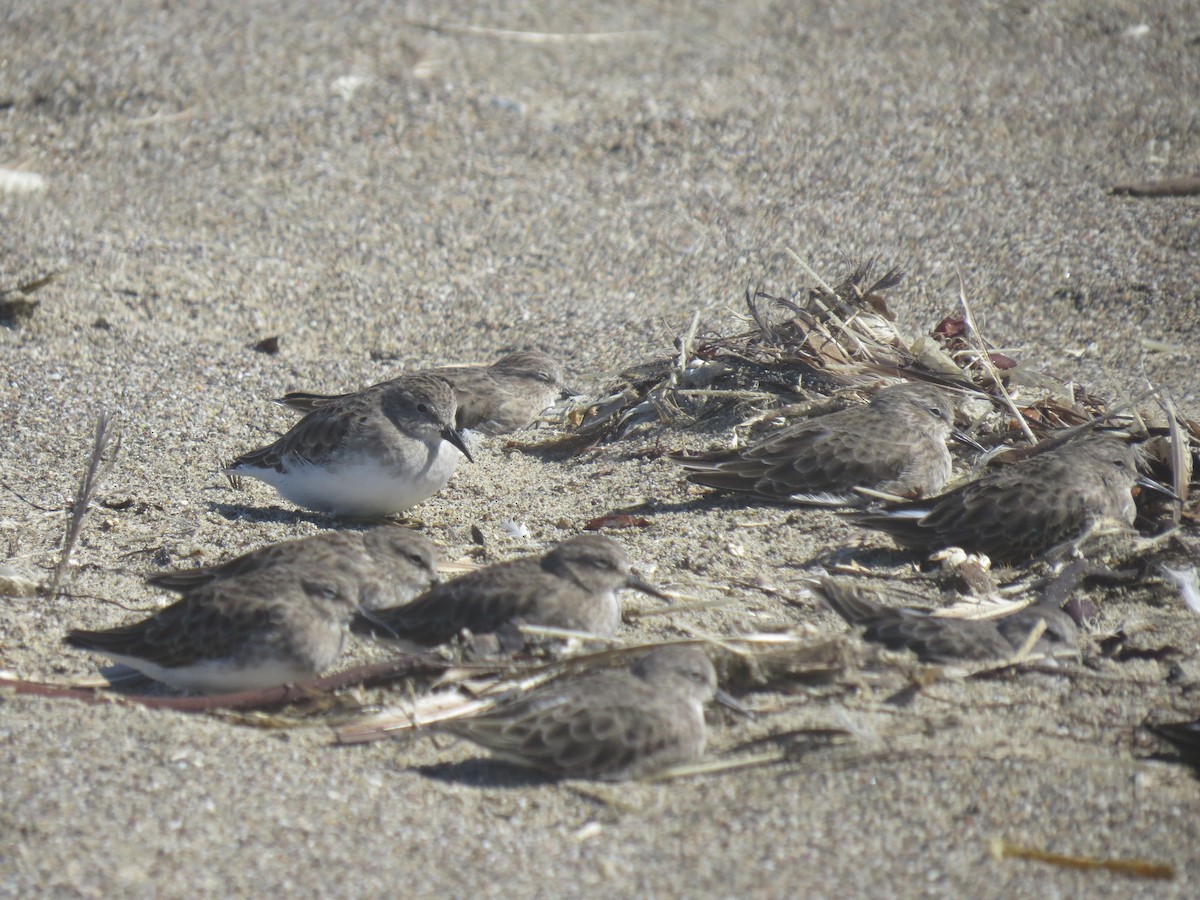 Least Sandpiper - ML643119937