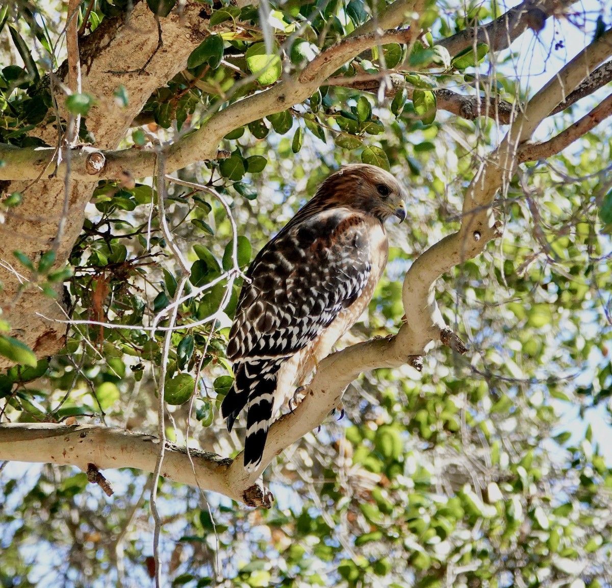Red-shouldered Hawk (elegans) - ML643119940