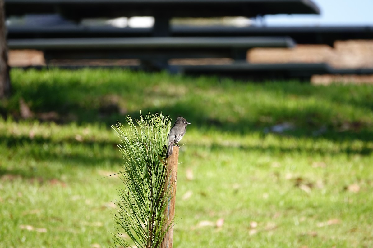 Black Phoebe - ML643119946