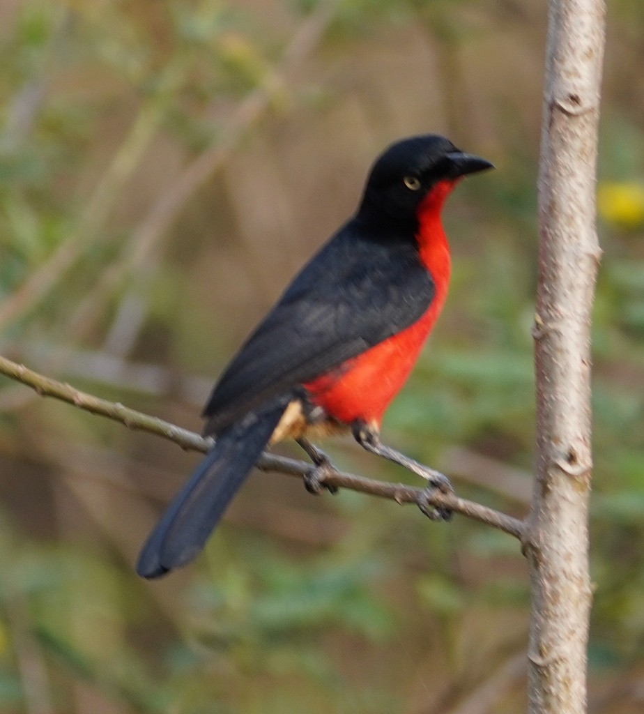 Black-headed Gonolek - ML643119948