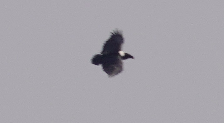 White-necked Raven - ML643119953