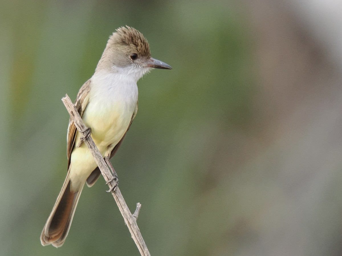 Brown-crested Flycatcher - ML643119954