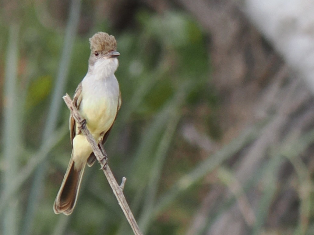 Brown-crested Flycatcher - ML643119956