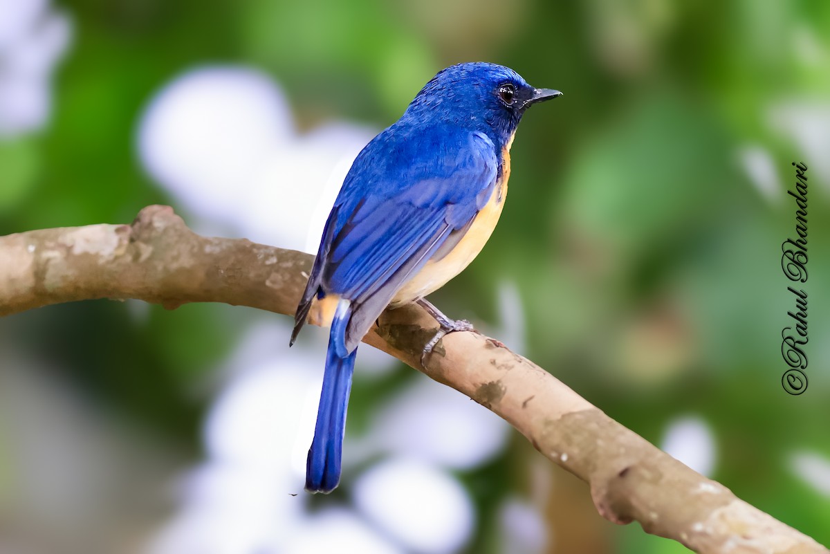 Tickell's Blue Flycatcher - ML643119959