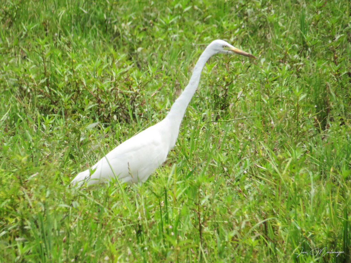 Medium Egret - ML643119961