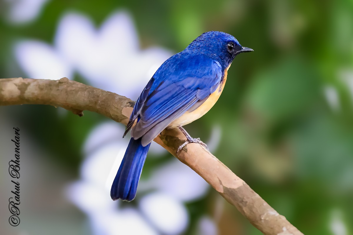 Tickell's Blue Flycatcher - ML643119962