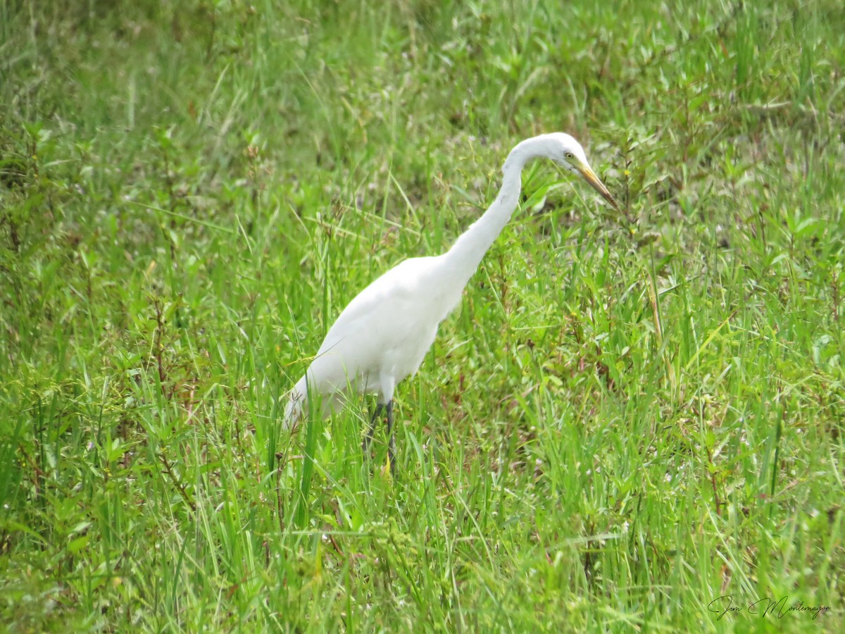 Medium Egret - ML643119963