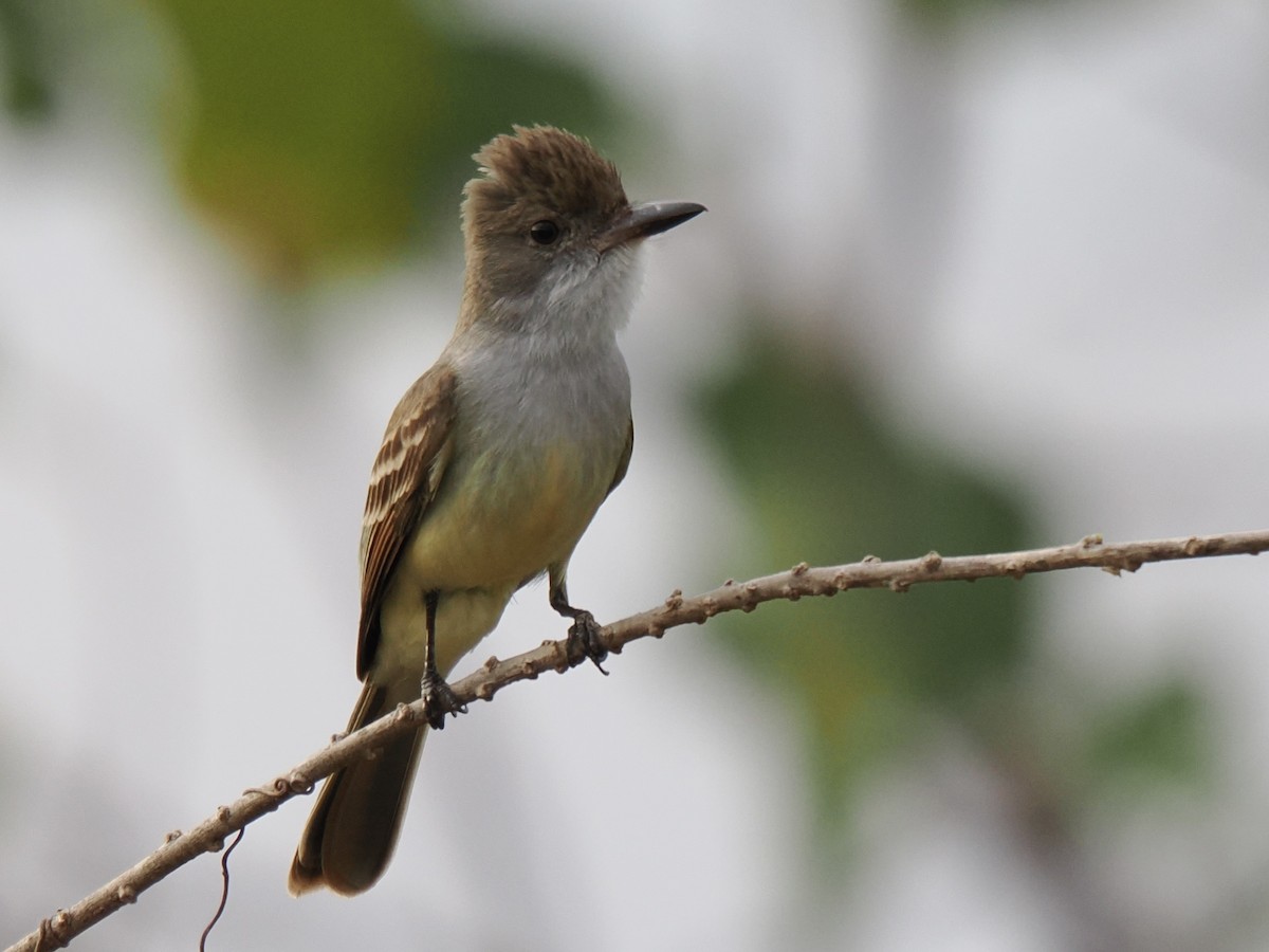 Brown-crested Flycatcher - ML643119964