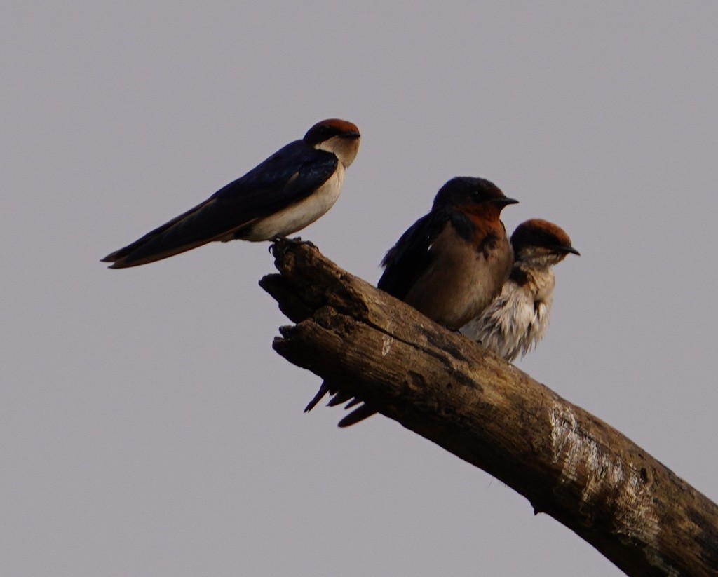 Angola Swallow - ML643119965