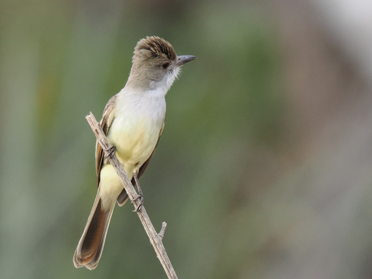 Brown-crested Flycatcher - ML643119975