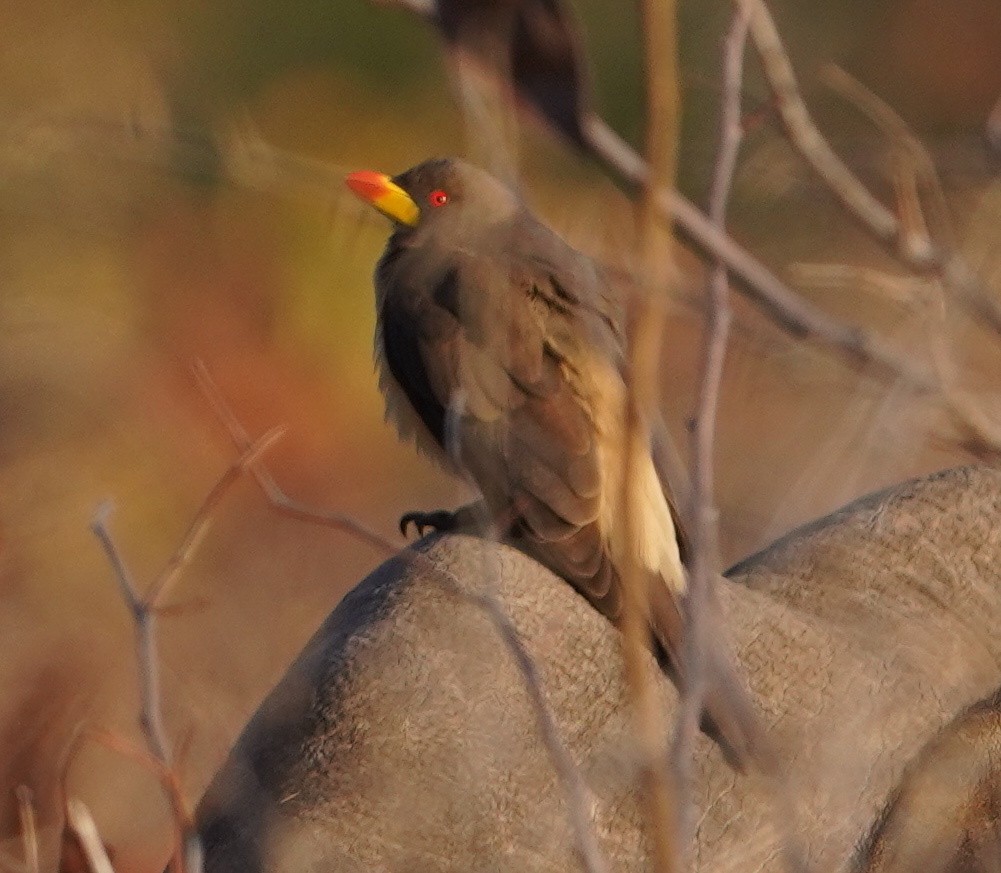 Yellow-billed Oxpecker - ML643119980