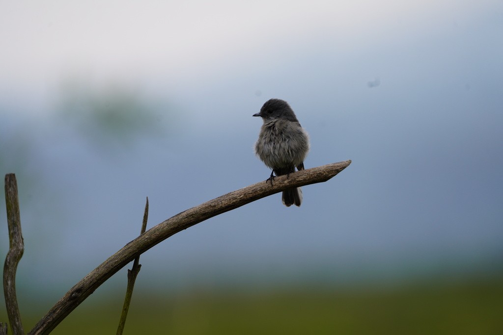 White-eyed Slaty-Flycatcher - ML643119986