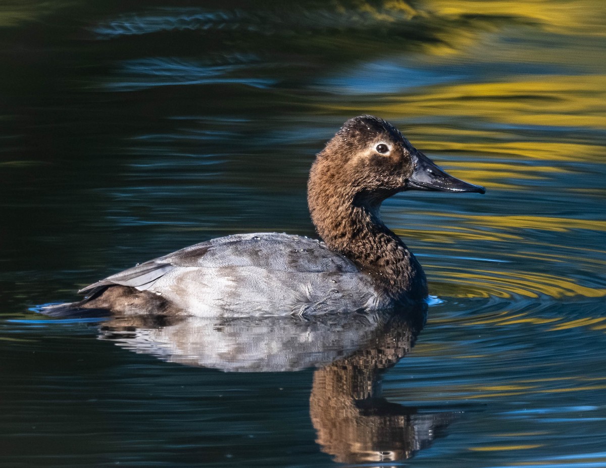 Canvasback - ML643120008