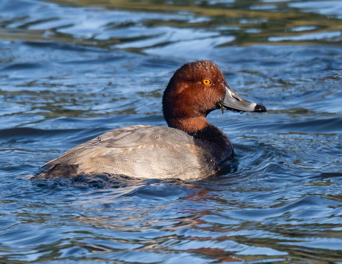 Redhead - ML643120018