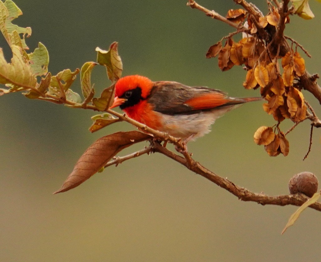Red-headed Weaver - ML643120023