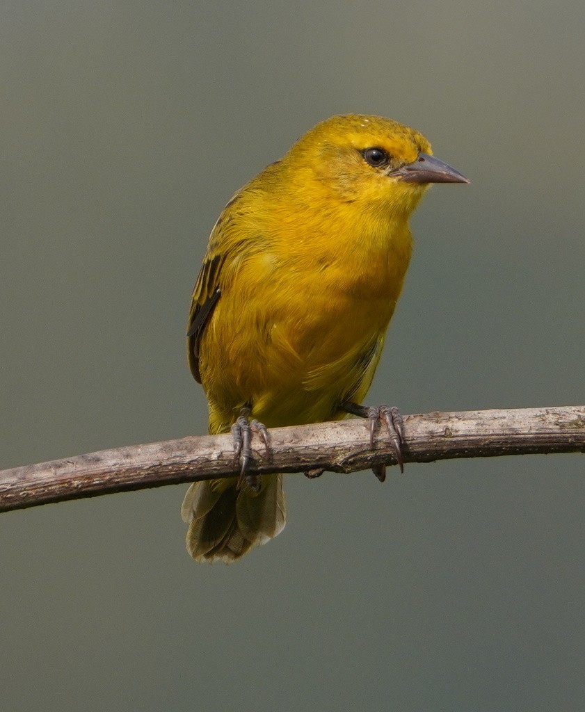 Slender-billed Weaver - ML643120035