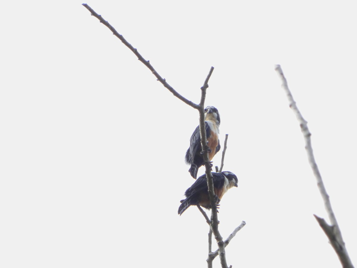 Black-thighed Falconet - ML643120097