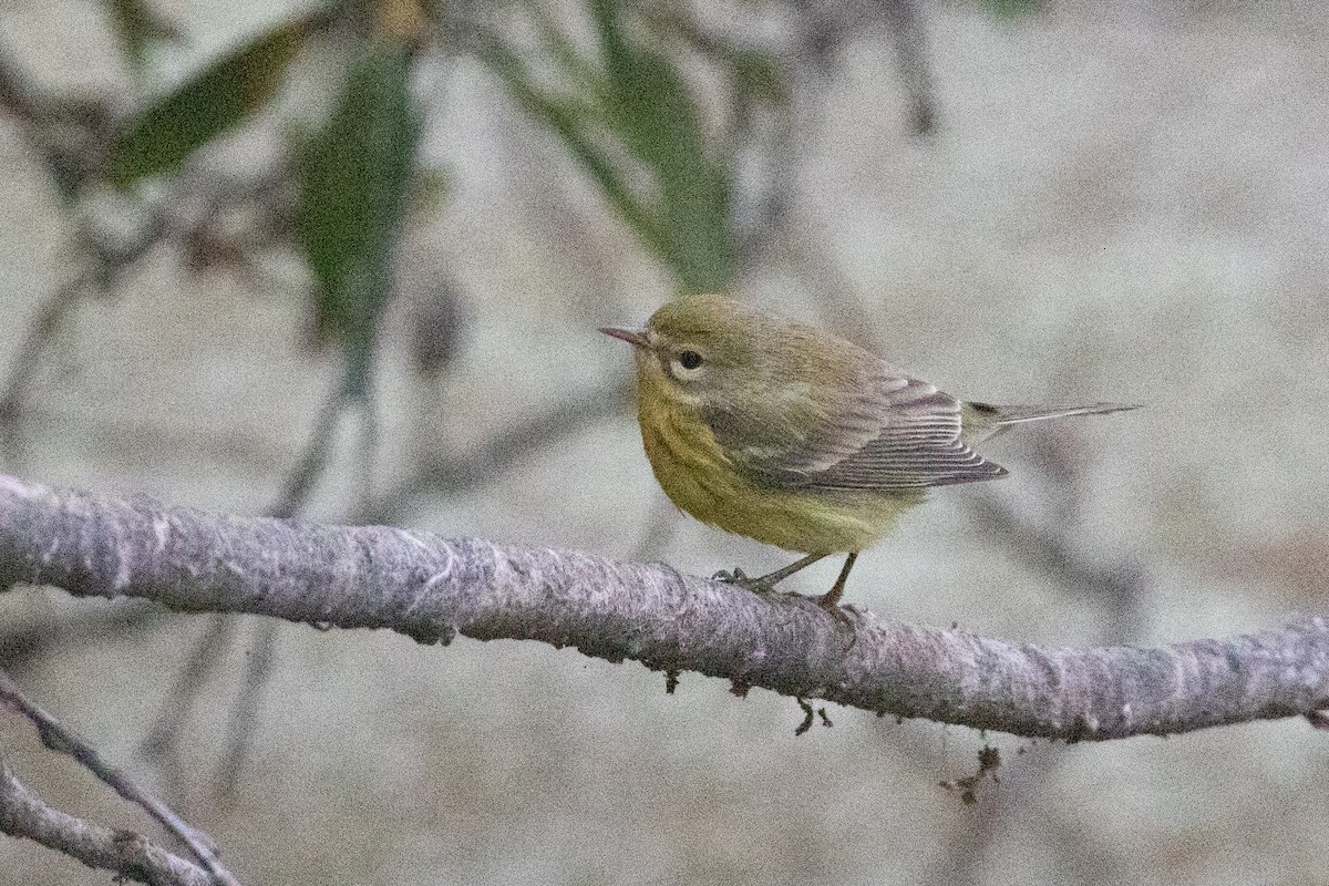 buskparula - ML643120103