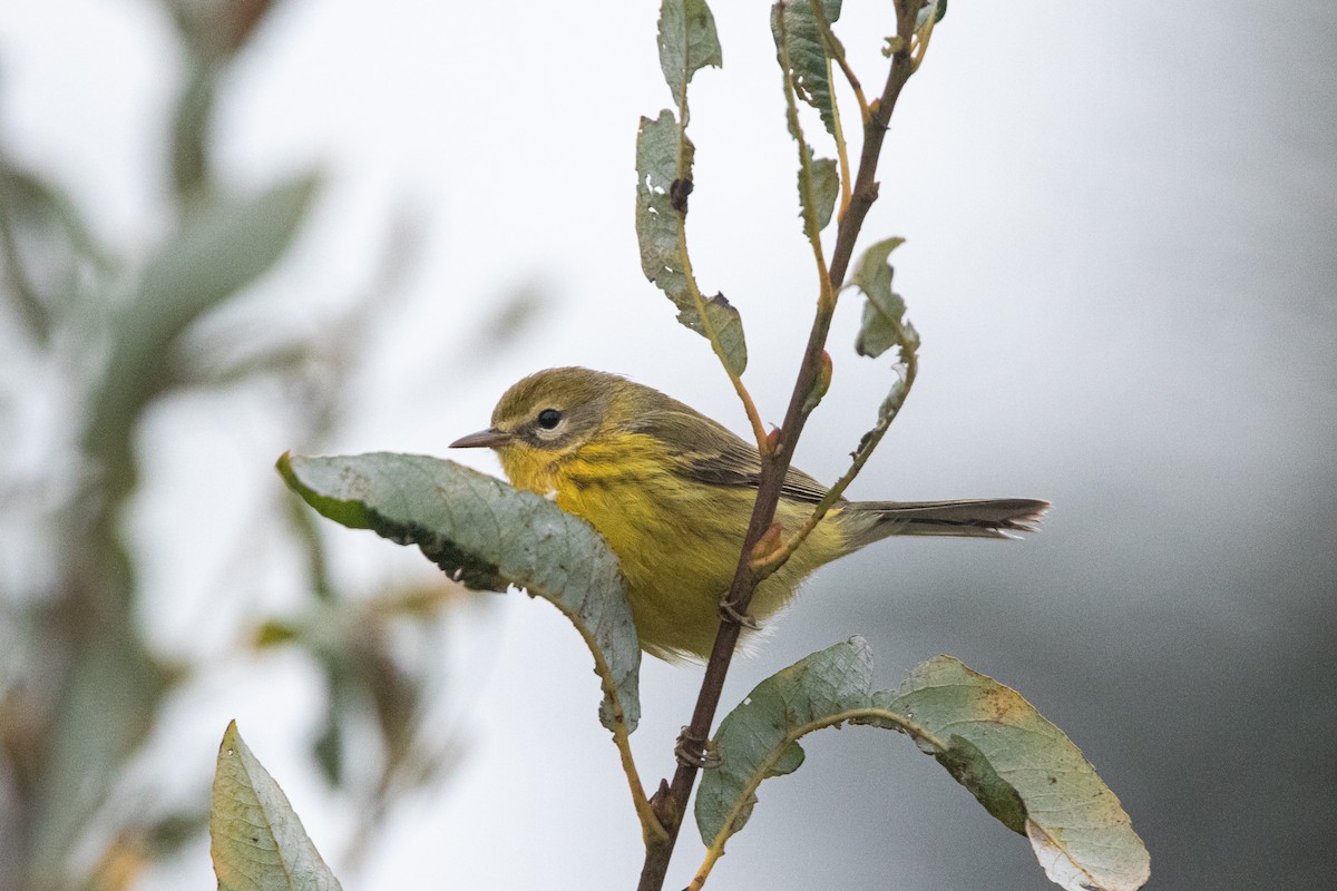 buskparula - ML643120105