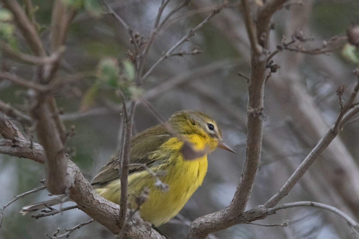 buskparula - ML643120107