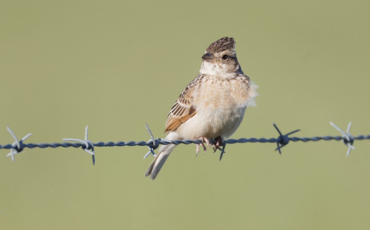 Singing Bushlark - ML643120119