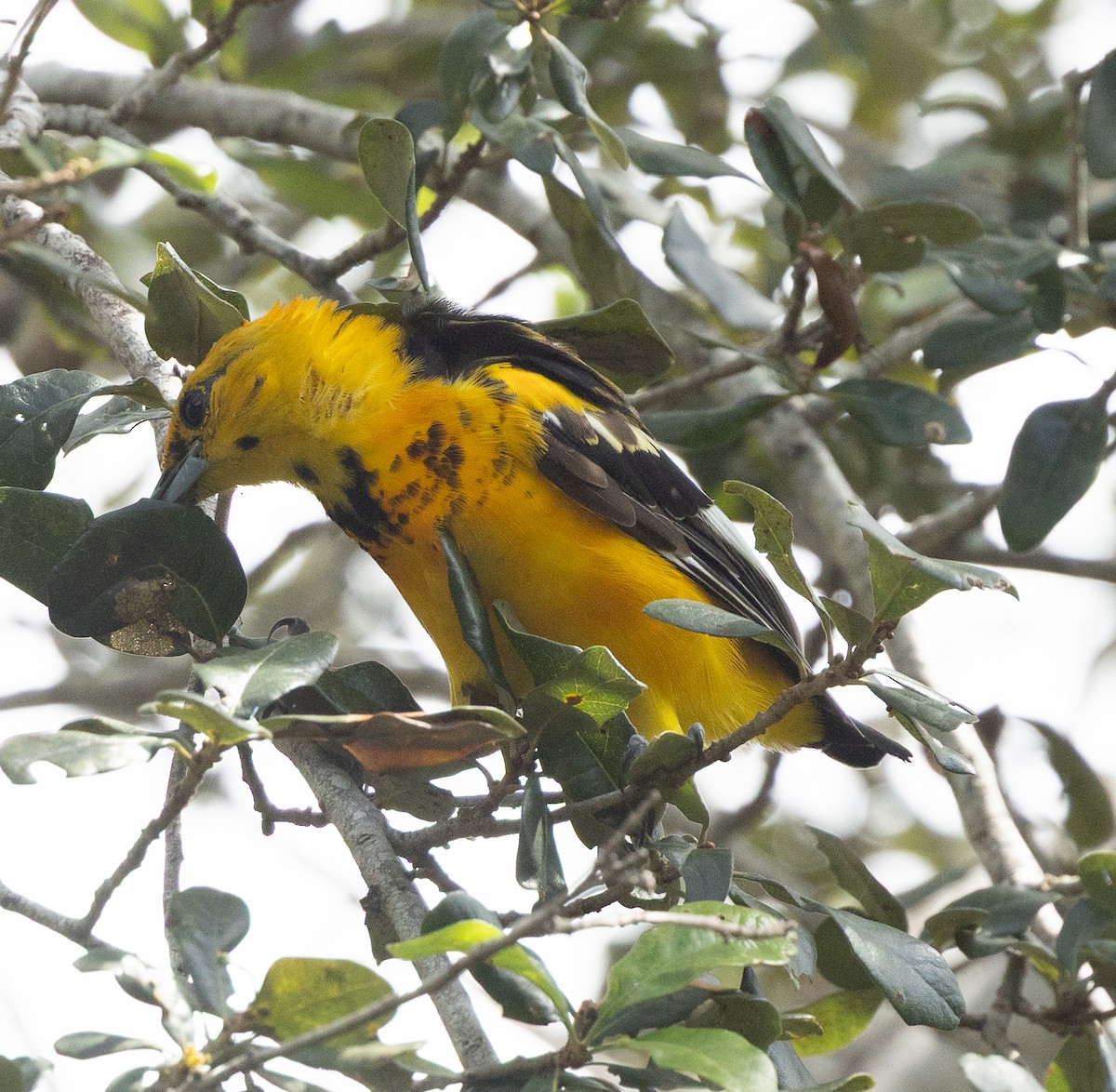Spot-breasted Oriole - ML643120210