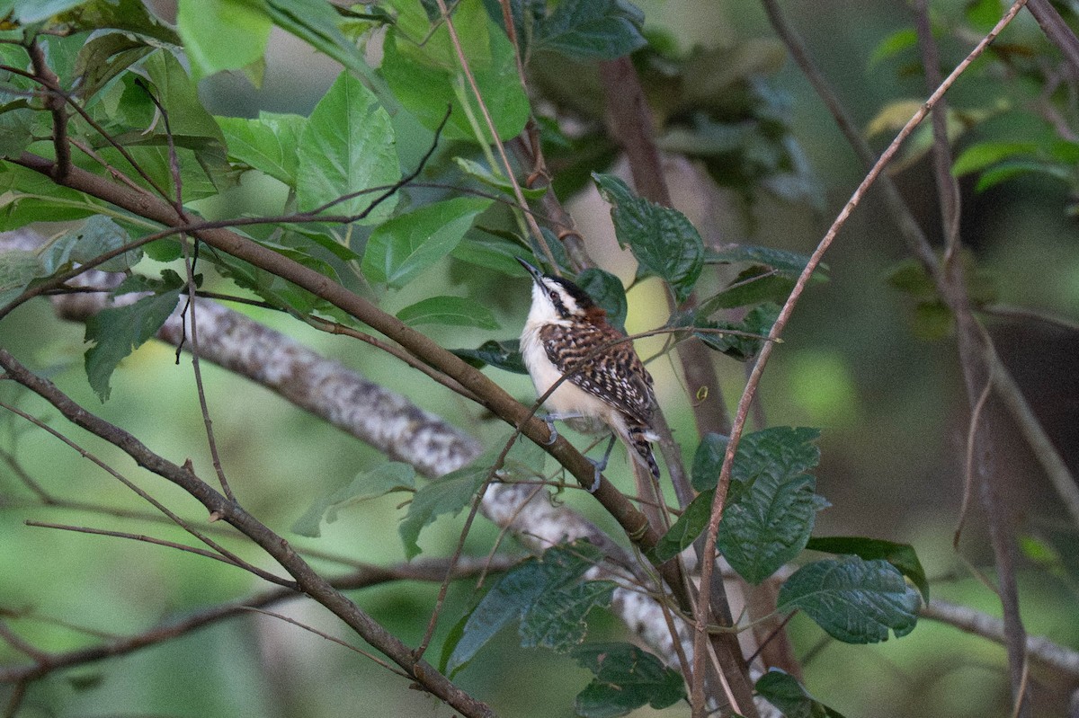 Rufous-backed Wren - ML643120269