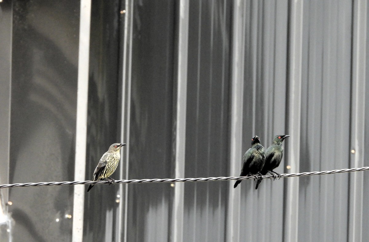 Asian Glossy Starling - ML643120288