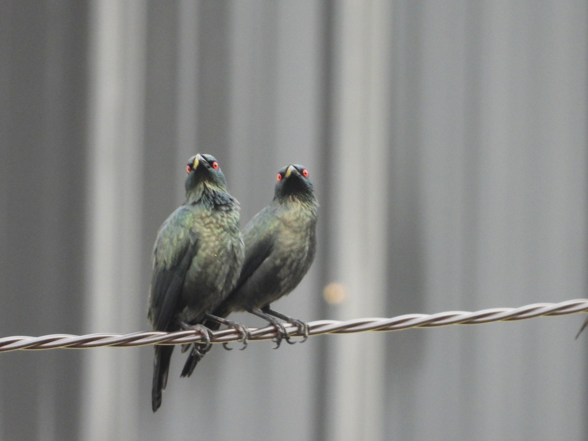 Asian Glossy Starling - ML643120289