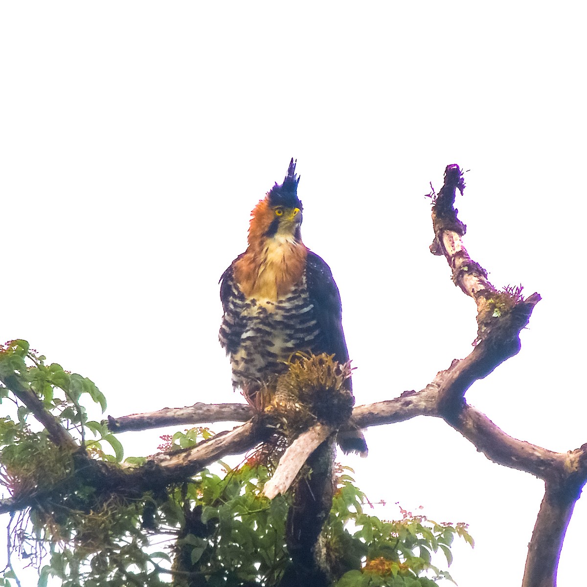 Ornate Hawk-Eagle - ML643120302