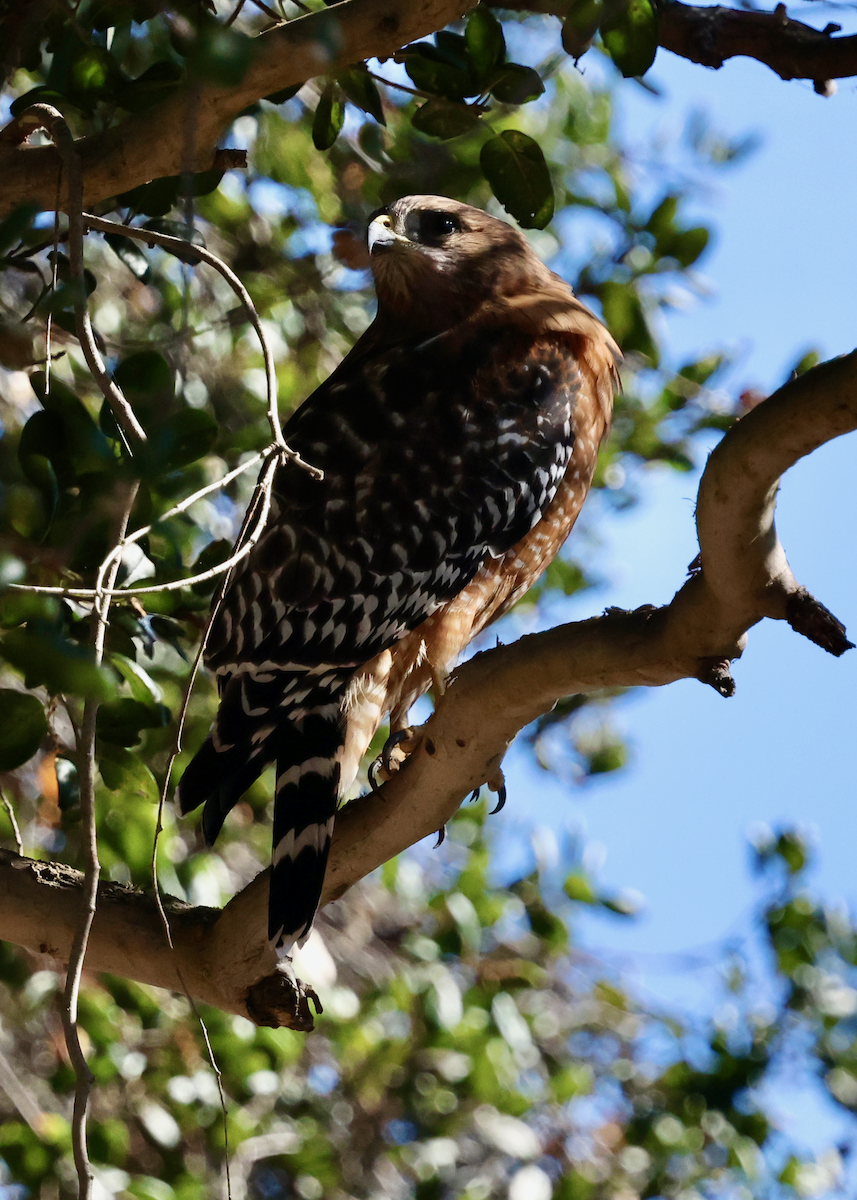 Red-shouldered Hawk (elegans) - ML643120304