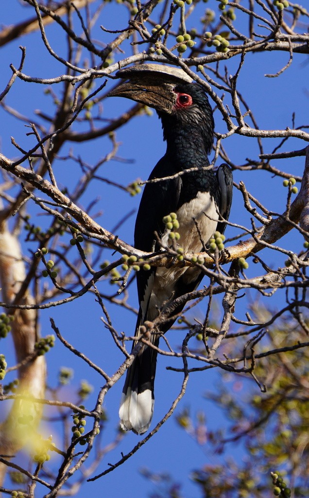 Trumpeter Hornbill - ML643120305