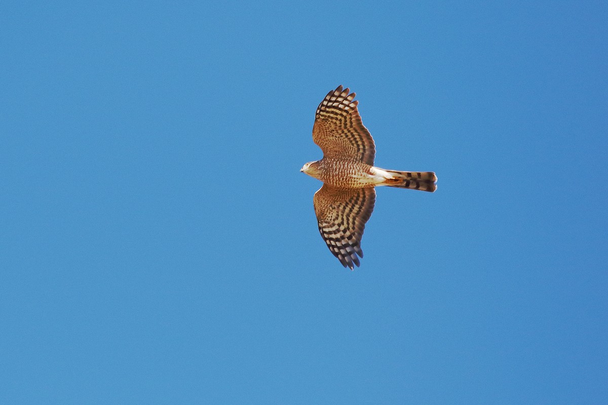 Sharp-shinned/Cooper's Hawk - ML643120307