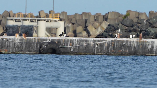 Pied Cormorant - ML643120326