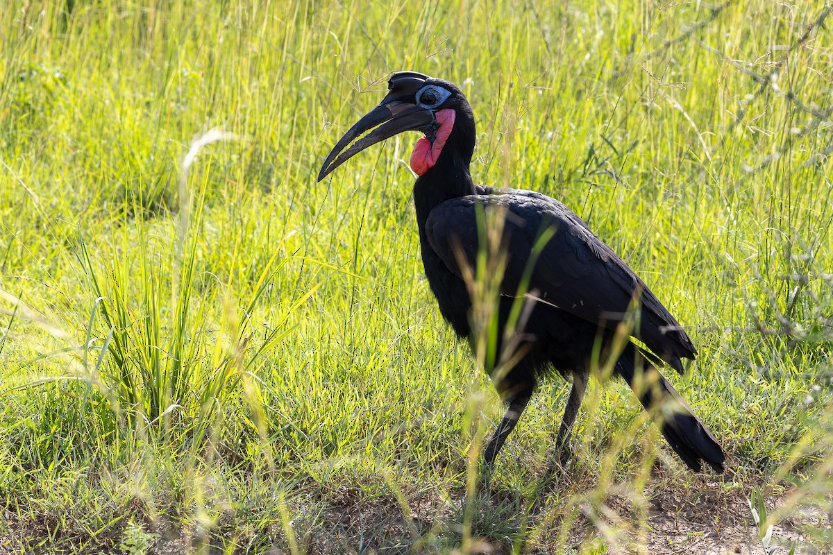 Abyssinian Ground-Hornbill - ML643120331