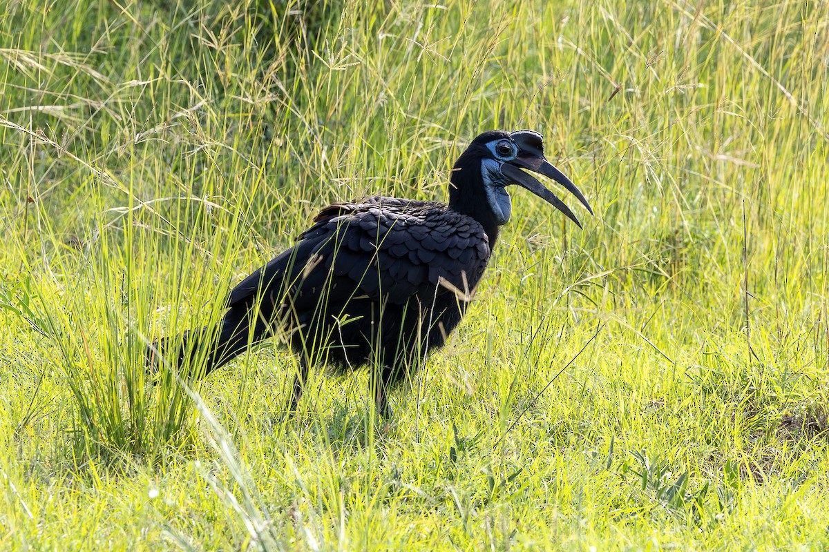 Abyssinian Ground-Hornbill - ML643120332